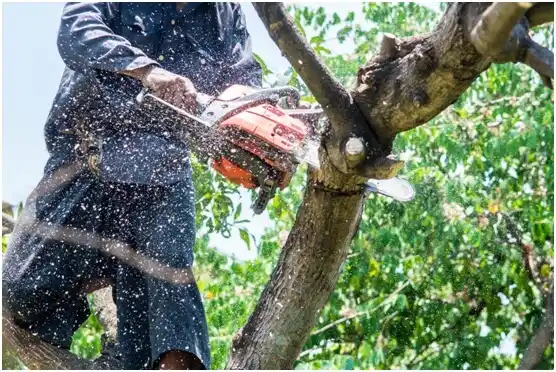 tree services Camas